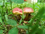 Hortiboletus campestris image
