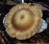 Lentinus swartzii image