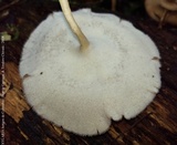 Lentinus swartzii image