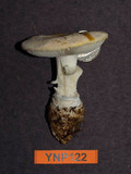 Amanita aprica image