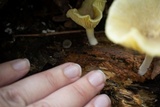 Chrysomphalina strombodes image