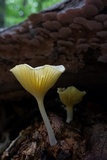Chrysomphalina strombodes image