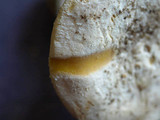 Amanita aprica image