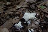 Sebacina incrustans image