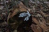 Ceratiomyxa fruticulosa var. fruticulosa image