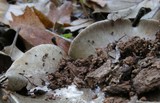 Cortinarius glaucopus image