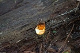 Neolentinus lepideus image