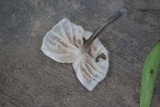 Hemimycena candida image