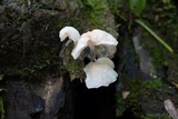Hemimycena candida image