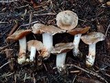 Cortinarius vernalishastensis image