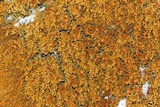 Xanthoria elegans image