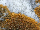 Xanthoria elegans image