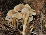 Kuehneromyces marginellus image