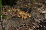 Kuehneromyces marginellus image
