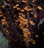Xeromphalina kauffmanii image