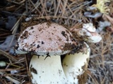 Boletus rex-veris image