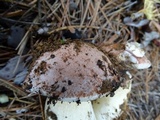 Boletus rex-veris image