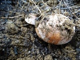Boletus rex-veris image