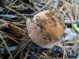 Boletus rex-veris image