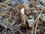 Inocybe chelanensis image