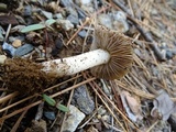 Inocybe chelanensis image