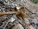 Inocybe chelanensis image