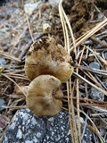 Inocybe chelanensis image