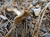 Inocybe chelanensis image
