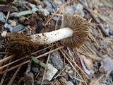 Inocybe chelanensis image