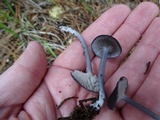 Entoloma serrulatum image