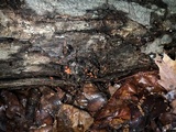 Lycogala conicum image