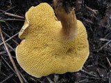 Suillus bovinus image