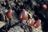 Lycogala conicum image