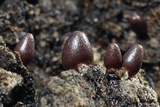 Lycogala conicum image