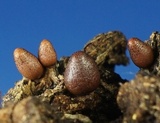 Lycogala conicum image