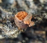 Lycogala conicum image