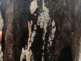 Corticium meridioroseum image