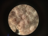 Corticium meridioroseum image