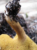 Suillus bovinus image