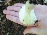 Russula cremoricolor image