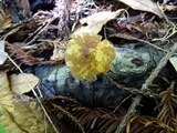 Pluteus romellii image