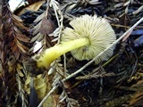 Pluteus romellii image