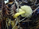Pluteus romellii image