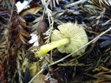 Pluteus romellii image