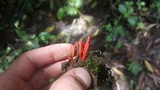 Cordyceps nidus image