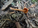 Rhodocybe nitellina image