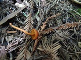 Rhodocybe nitellina image