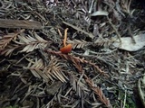 Rhodocybe nitellina image