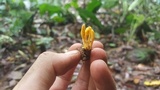 Cordyceps tenuipes image