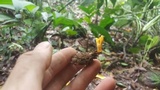 Cordyceps tenuipes image